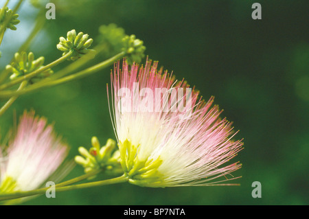 Soie fleur arbre persan Banque D'Images