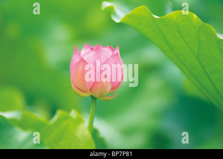 Fleur de Lotus Banque D'Images