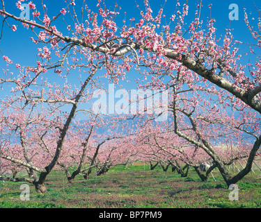 Fleurs roses sur les arbres, préfecture de Yamanashi, Japon Banque D'Images