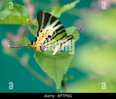 Bar 5 papillon porte-épée reposant sur un Pathysa Antiphates Itamputi - feuille Banque D'Images