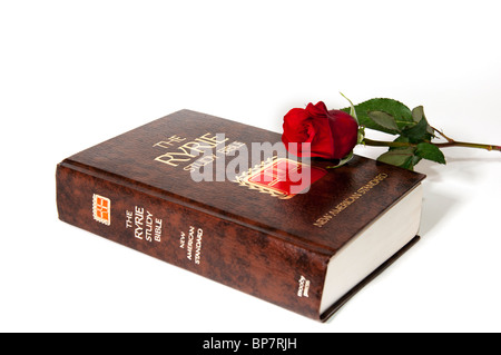 Une étude et une Bible Ryrie longue tige rose rouge sur un fond blanc. Découpe. Banque D'Images