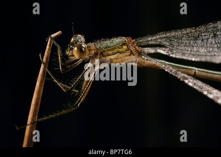 Demoiselle d'Émeraude, Lestes sponsa couvert de rosée du matin Banque D'Images