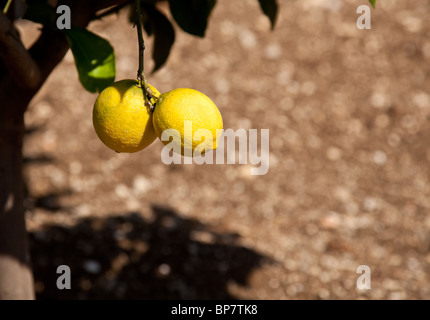 Citrons poussant sur un lemon tree Banque D'Images
