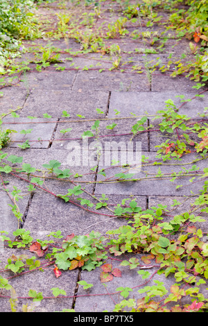 Blackberry et d'autres plantes sauvages en tenant sur une zone de patio negelcted pavage dans Clitheroe, Lancashire, Royaume-Uni. Banque D'Images