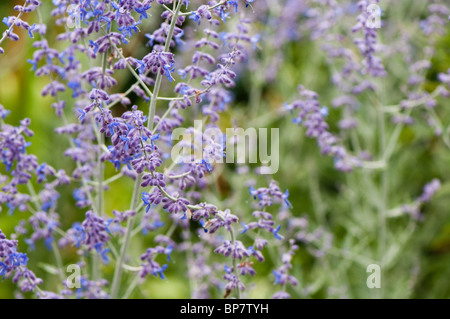 Perovskia atriplicifolia, sauge russe, en fleurs Banque D'Images