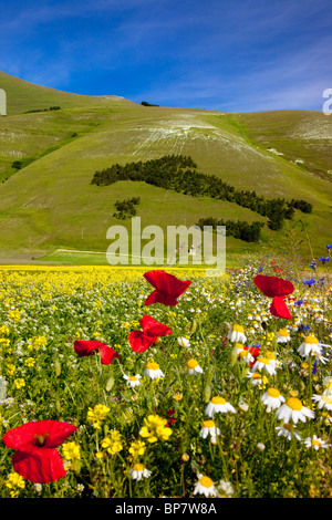 Les arbres forment une carte de l'Italie sur la colline au-dessus les fleurs sauvages du Piano Grande, Ombrie Italie Banque D'Images