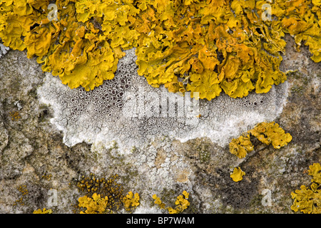 Close up des lichens Xanthoria calcicola (jaune) et de Lecanora chlarotera (gris) en en pierre de basalte, Holland Banque D'Images