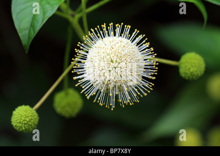 Céphalanthe occidental bush Bouton fleur blanc close up Cephalanthus occidentalis Banque D'Images