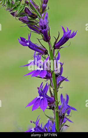 Lobélie : Lobelia x speciosa 'Vedrariensis' Banque D'Images