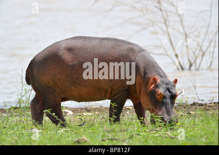 Des profils l'hippopotame, Hippopotamus amphibius, sur la rive du lac Baringo, vallée du Rift, Kenya Banque D'Images