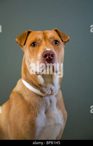 Portrait d'un pit bull dog cross Banque D'Images