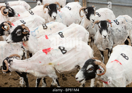 Fraîchement marqué par la tonte des moutons en Sleddale humide, Lake District, UK. Banque D'Images