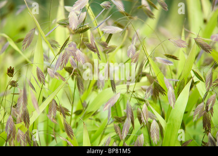 CHASMANTHIUM LATIFOLIUM AVOINE BOIS INDIEN SEA OATS DU NORD Banque D'Images