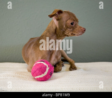 Portrait d'un mexicain de Chihuahua poils chien jouant avec une balle de tennis. Le chien est à l'adoption d'une société humaine. Banque D'Images