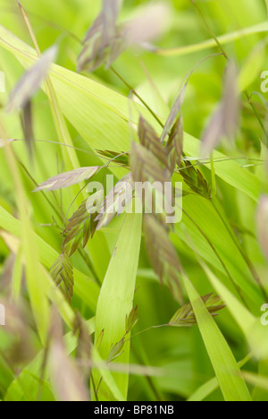 CHASMANTHIUM LATIFOLIUM AVOINE BOIS INDIEN SEA OATS DU NORD Banque D'Images