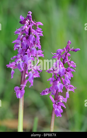 Early Purple orchid (Orchis mascula) fleurs dans un pré, Belgique Banque D'Images