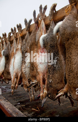 Dead'lièvres (Lepus europaeus) tués par les chasseurs au cours de partie de chasse prêt pour le transport par chariot, Allemagne Banque D'Images