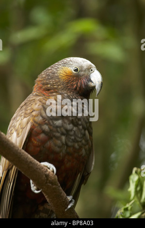 Kaka, (Nestor meridionalis), Karori Wildlife Sanctuary, Wellington, Île du Nord, Nouvelle-Zélande Banque D'Images