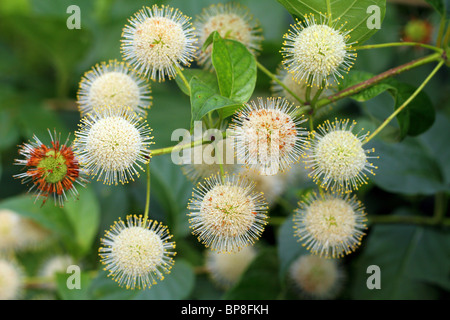 Céphalanthe occidental bush Bouton fleur blanc close up Cephalanthus occidentalis Banque D'Images