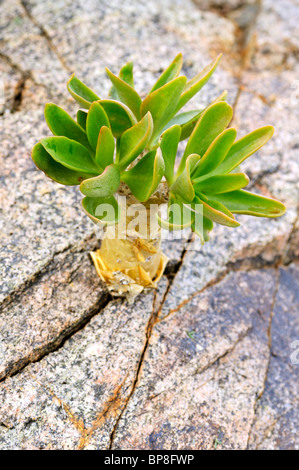 Jeune plant de botterboom, Tylecodon paniculatus, Richtersveld, Afrique du Sud Banque D'Images