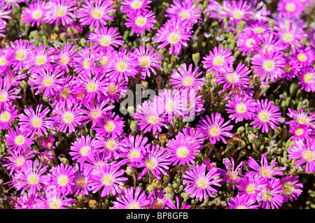 Rosae Ice Plant, Drosanthemum hispidum, Namaqualand, Afrique du Sud Banque D'Images