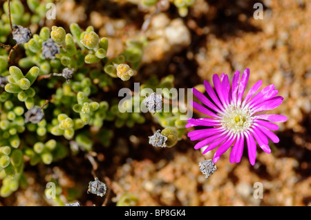 Rosae Ice Plant, Drosanthemum hispidum, Namaqualand, Afrique du Sud Banque D'Images