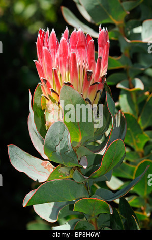 Protea Sylvia, Royaume floral du Cap, Afrique du Sud Banque D'Images