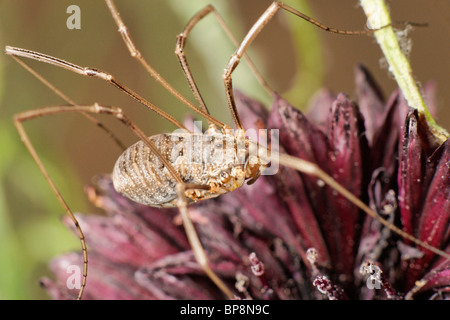 Un Harvestmen sur un bleuet. A une jambe manquante. Banque D'Images