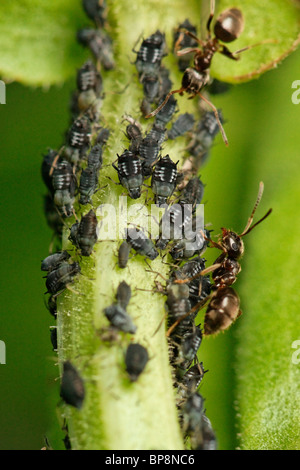 Les simulies exploitées par les fourmis. Aphidoidea. Sur un plant de souci. Banque D'Images