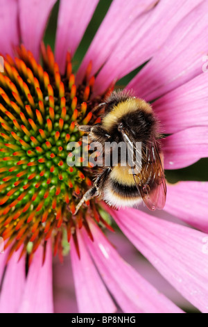 Un Coucou Bee, Bombus sylvestris, qui se nourrit d'une l'échinacée, l'échinacée purpurea Banque D'Images