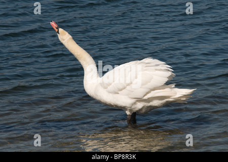 Cygne tuberculé Cygnus olor étend son cou Banque D'Images