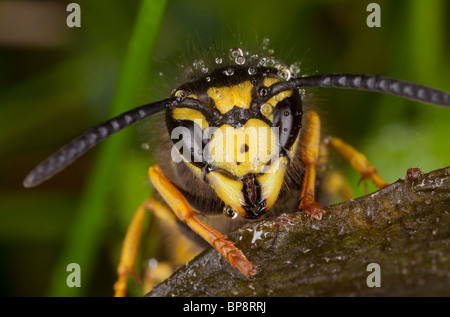 La Guêpe Vespula germanica allemand ; l'une des guêpes jardin commun. Close up de la tête et des antennes. Le Dorset. Banque D'Images