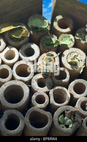 À l'abeille découpeuse de bug fort Banque D'Images