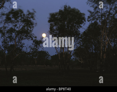 Lune d'arbres et paysage, Territoire du Nord, Australie Banque D'Images