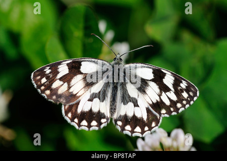 Marbré de blanc, Melanargia galathea, Nymphalidae Banque D'Images