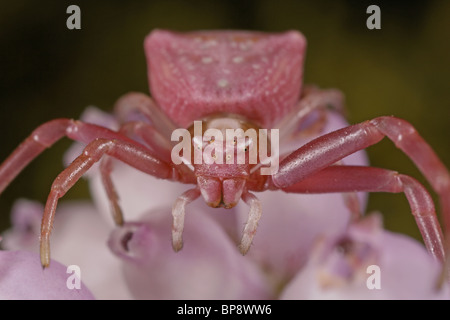 Araignée crabe Misumena vatia, correspondance avec la couleur rose sur la bruyère, Dorset, UK Banque D'Images