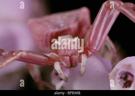 Araignée crabe Misumena vatia, correspondance avec la couleur rose sur la bruyère, Dorset, UK Banque D'Images