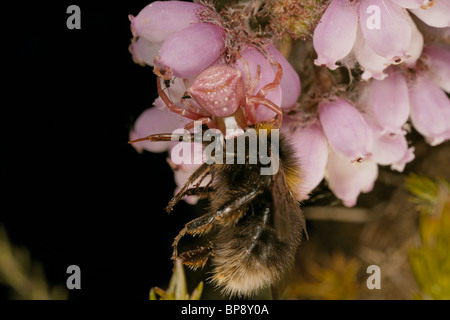 Araignée Crabe, Misumena vatia, avec une couleur rose sur la bruyère, manger une abeille, Dorset, UK Banque D'Images