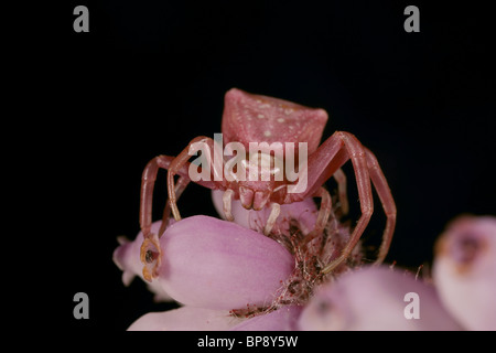 Araignée crabe Misumena vatia, correspondance avec la couleur rose sur la bruyère, Dorset, UK Banque D'Images