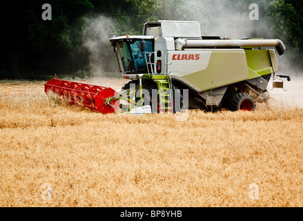 La combinaison avec un pois Montana Claas 570 Moissonneuse-batteuse. Ces pois sont d'abord une dessiccation et lorsque la culture est séché, il est combiné Banque D'Images