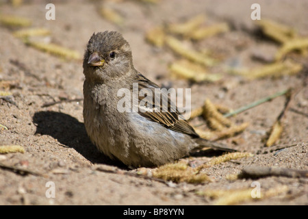 Le Moineau domestique souvent baigne dans la poussière Banque D'Images