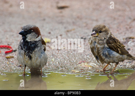 Le Moineau domestique souvent baigne dans la poussière, ou de l'eau Banque D'Images