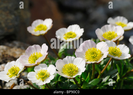 Glacier Crowfoot (Ranunculus glacialis), Sellrain, Alpes de Stubai, Tyrol, Autriche Banque D'Images