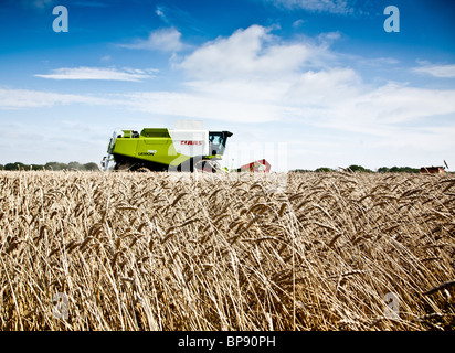 Rendmt Lexion Montana Claas 750 blé rouge combinant près de Tatsfield, Surrey Banque D'Images