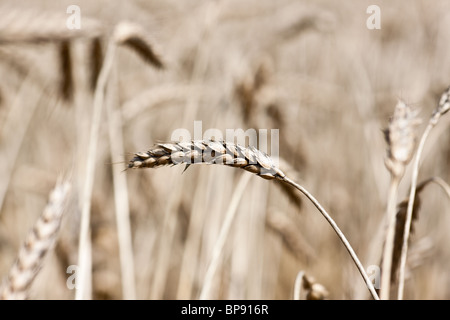 Rendmt Lexion Montana Claas 750 blé rouge combinant près de Tatsfield, Surrey Banque D'Images