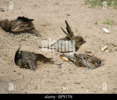 Le Moineau domestique souvent baigne dans la poussière Banque D'Images