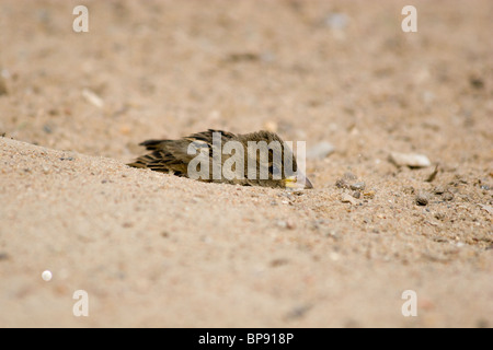 Le Moineau domestique souvent baigne dans la poussière Banque D'Images