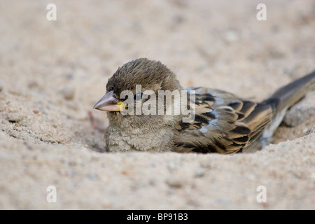 Le Moineau domestique souvent baigne dans la poussière Banque D'Images