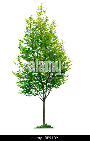Seul jeune arbre avec des feuilles vertes isolé sur fond blanc Banque D'Images