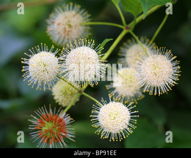 Céphalanthe occidental bush Bouton fleur blanc close up Cephalanthus occidentalis Banque D'Images